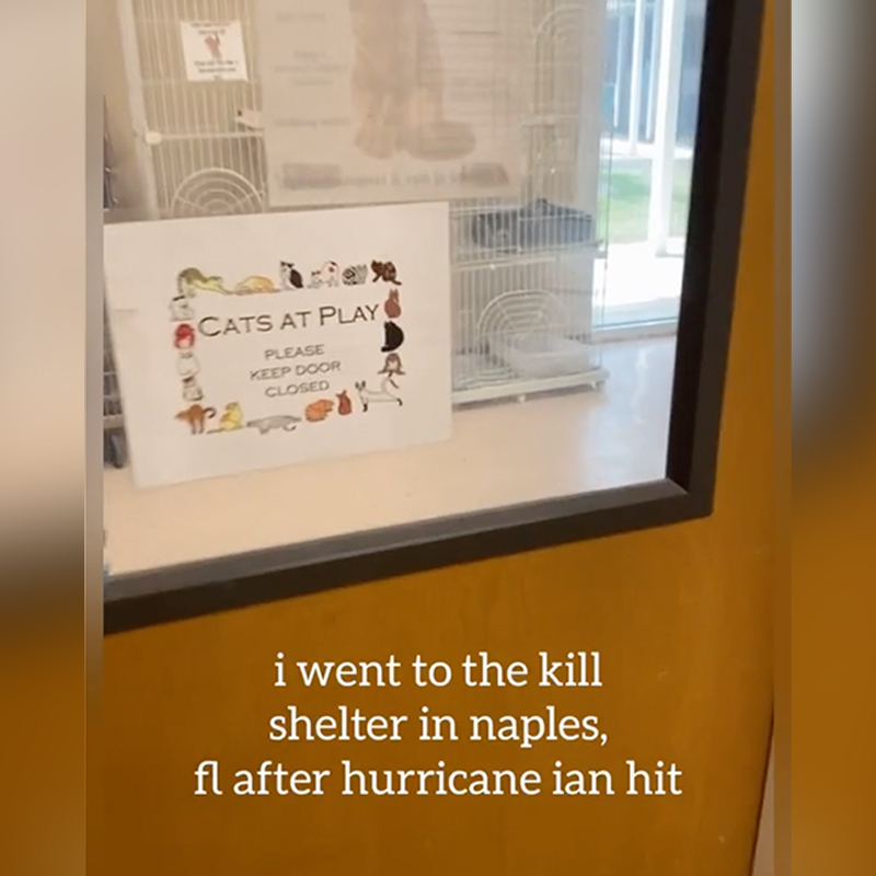 Bambi inside the door of the shelter. Images, media via TikTok