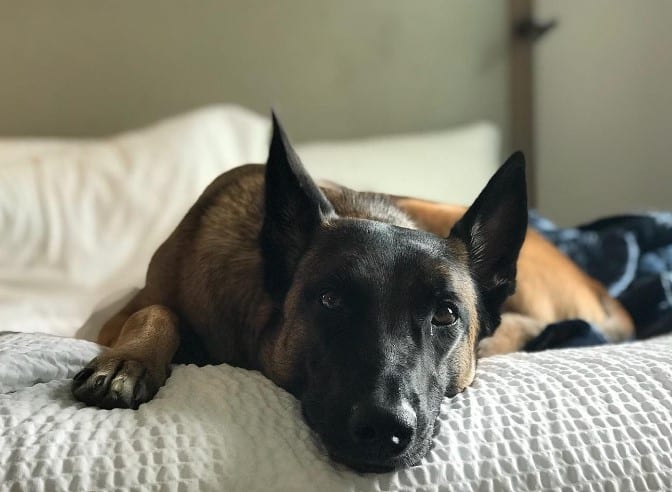 Belgian Malinois is lying on the bed