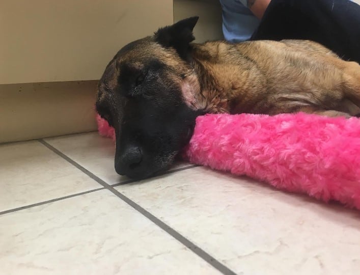 Belgian Malinois lies hurt on a pink blanket