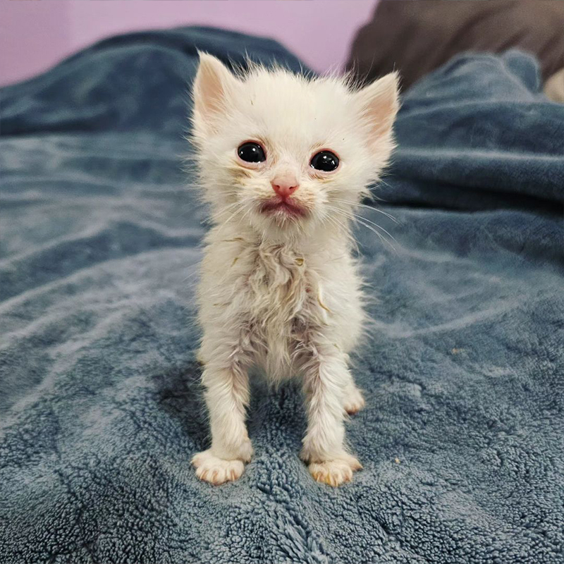 Cinder, underweight rescued kitten, Kimmi's Kitties, Love Your Feral Felines, spirit animal, Southern California, 4