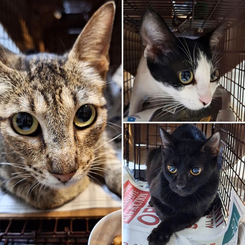 Other recent rescues in Houston, including one kitty that looks similar, Fur A Pawsitive Future, Houston