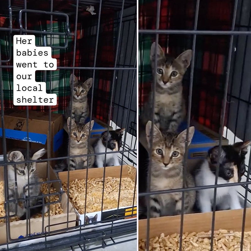 rescued kittens from Houston in a crate