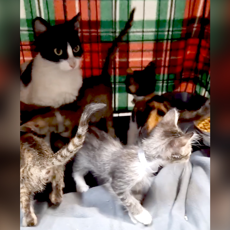 Fur A Pawsitive Future, Houston, Texas, TNR, Trap, Neuter, Return, Mama cat reunion, Mother cat reunited with kittens, nuggets, black and white cat, spay and neuter, mother cat, kittens saved from Northside Village, cute reunion picture 2