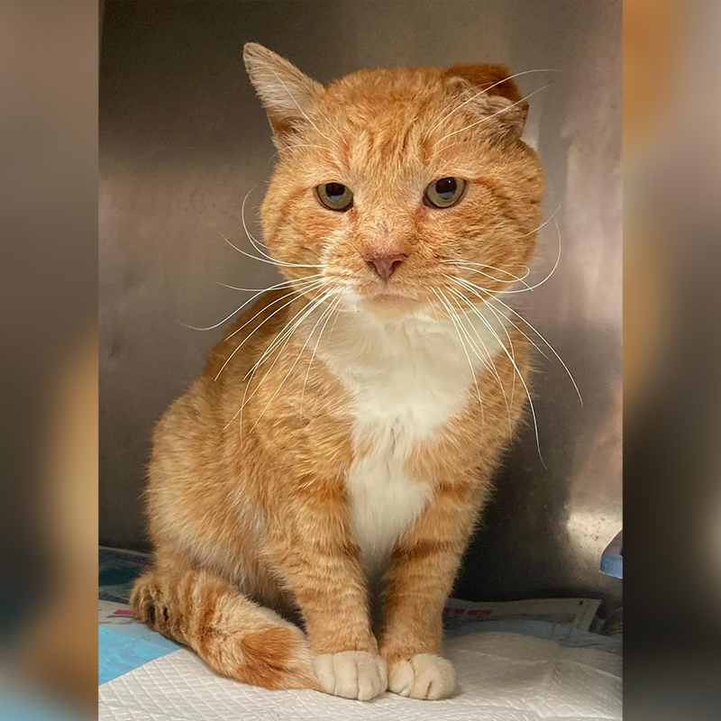 Tabby cat shortly after his rescue