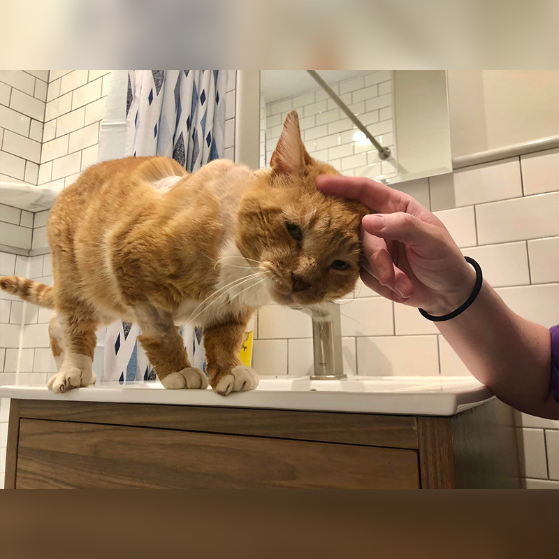 Garfield the cat gets a head scratch