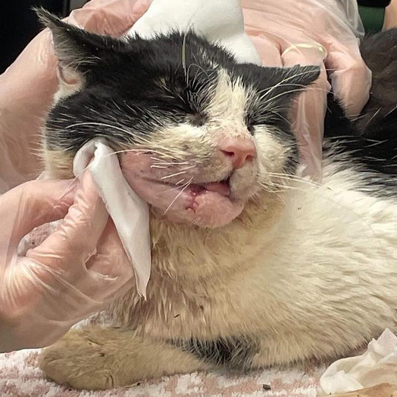 Kaye the cat after dental surgery