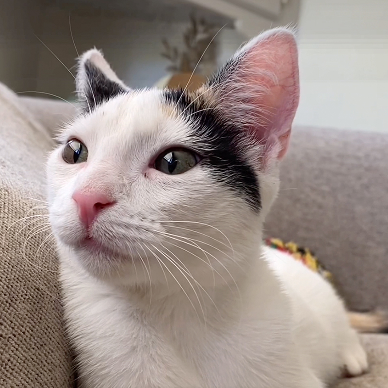 kitten Rescue Life, Amanda Hodder, San Diego, California, rescued kitten named Joan Mitchell, artist, most affectionate kitten ever waits for weeks for a home, adoption center, Petsmart Escondido, 2