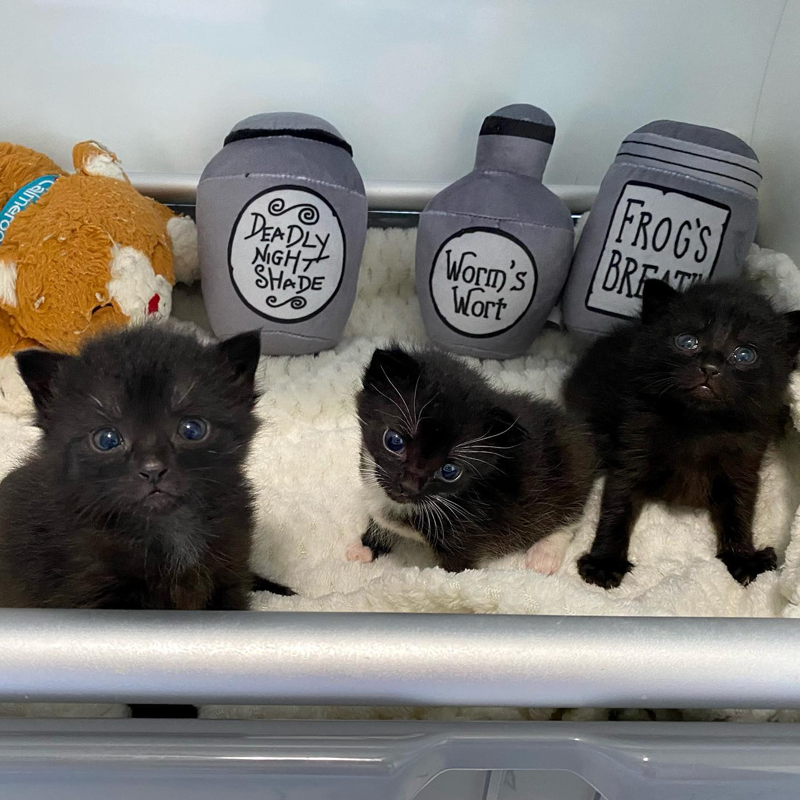 Foster Kitten HQ, Lock, Shock, Barrel kittens