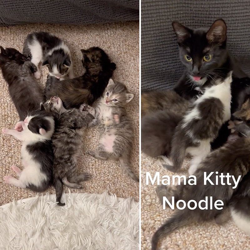 Mama Kitty Noodle and the Noodle kittens via TikTok