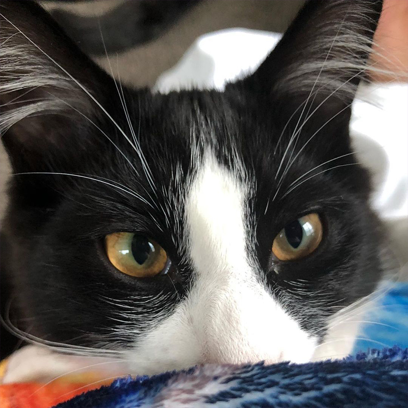 Mollymauk Morrison, tuxedo rescued kitten from South Sound Snip & Tip