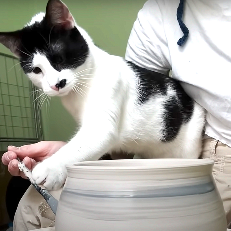 Sophia Renata, Chicago, Illinois, Pottery, pottery wheel, cat that makes pottery, Sophia Renata Pottery (and Momo!), Momo and June the tabby, cat mugs, Momo with a pot 2