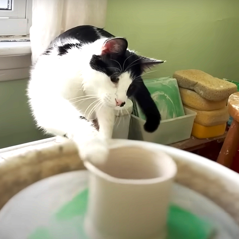 Sophia Renata, Chicago, Illinois, Pottery, pottery wheel, cat that makes pottery, Sophia Renata Pottery (and Momo!), Momo and June the tabby, cat mugs, Momo with a pot