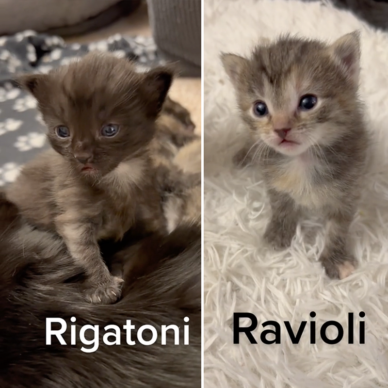 Rigatoni and Ravioli kittens, pasta, noodles