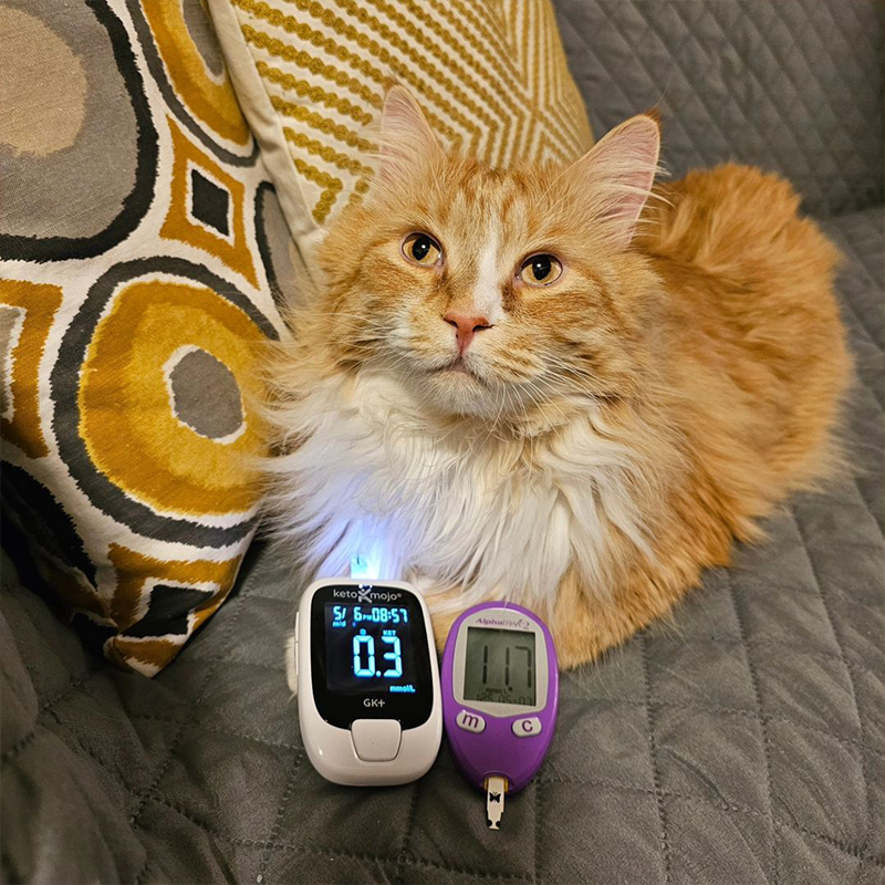 This Is Rylie, Feline Diabetes, Diabetic Cat, Insulin, Samantha McConnell and Melanie Eng, Ryercat, cat toothbrushes, diabetes injections, Richmond, British Columbia, Canada, cat with diabetes monitors