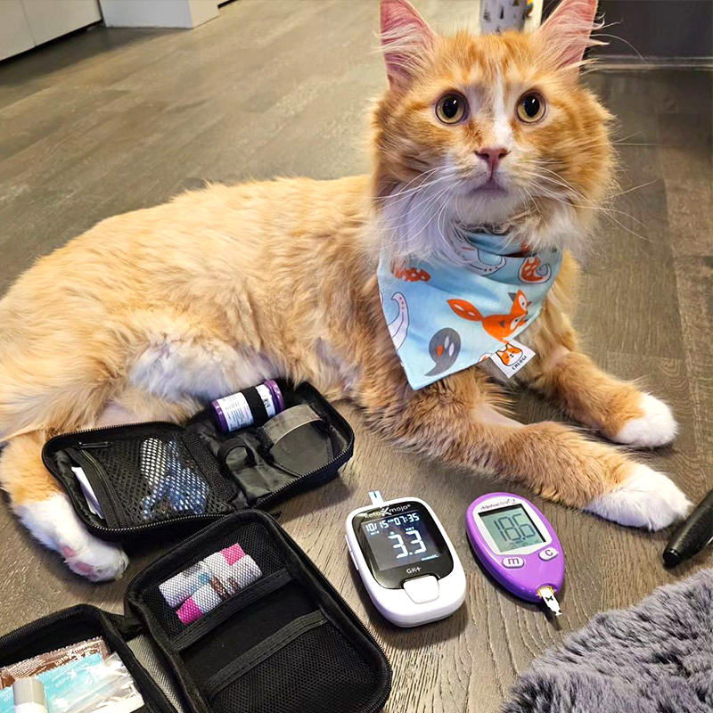 This Is Rylie, Feline Diabetes, Diabetic Cat, Insulin, Samantha McConnell and Melanie Eng, Ryercat, cat toothbrushes, diabetes injections, Richmond, British Columbia, Canada, cat with blood monitor for diabetes, 2