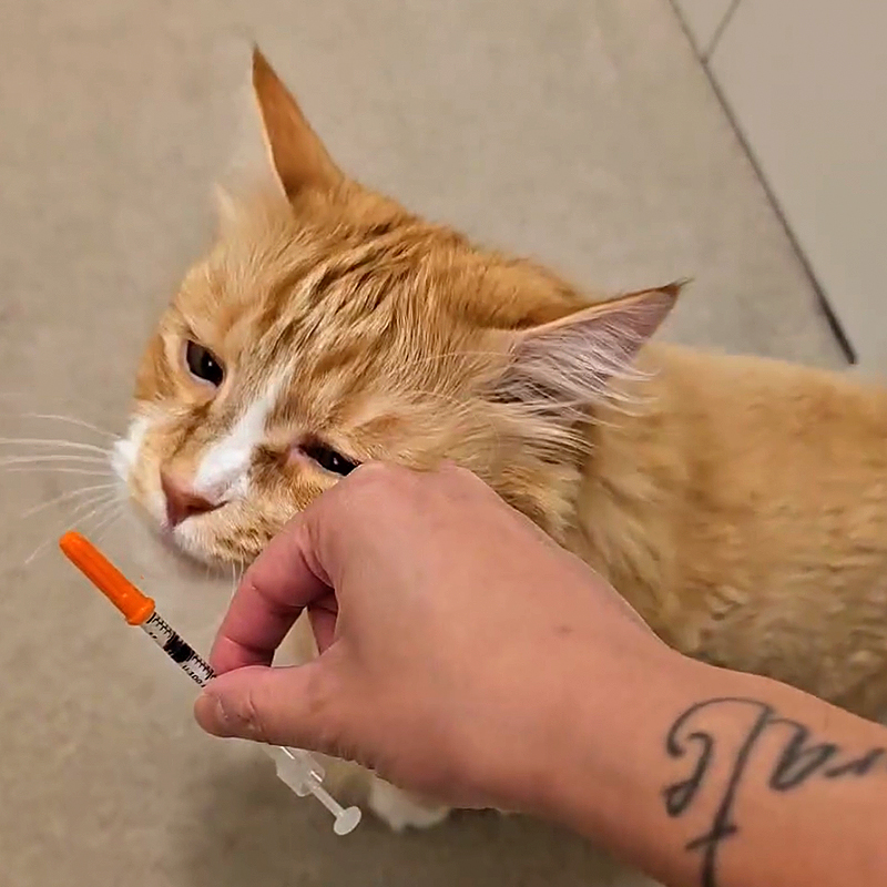 Feline Diabetes, Diabetic Cat, Insulin, Samantha McConnell and Melanie Eng, Ryercat, cat toothbrushes, diabetes injections, Richmond, British Columbia, Canada, cat looks at insulin injection shot