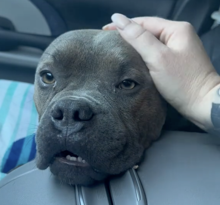 “Shut Down” Shelter Dog Finally Feels Safe & Loved