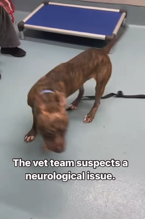 Shelter Dog Can't Stop Spinning Until Humans Touch Him & Show Him Love