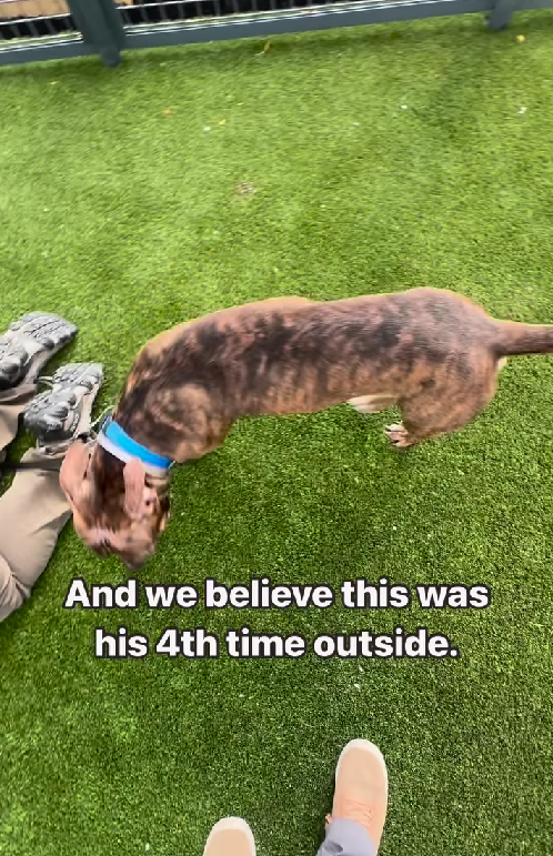 Shelter Dog Can't Stop Spinning Until Humans Touch Him & Show Him Love