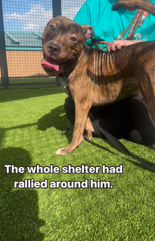 Shelter Dog Can't Stop Spinning Until Humans Touch Him & Show Him Love