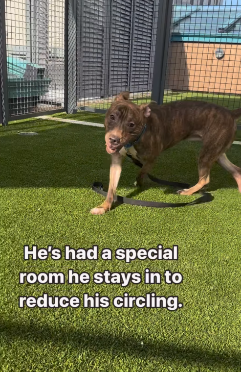 Shelter Dog Can't Stop Spinning Until Humans Touch Him & Show Him Love