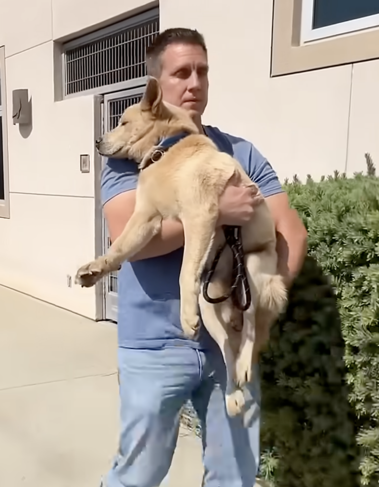 Tears of Joy: Watch the Moment a Traumatized Dog Leaves the Shelter for a Fresh Start