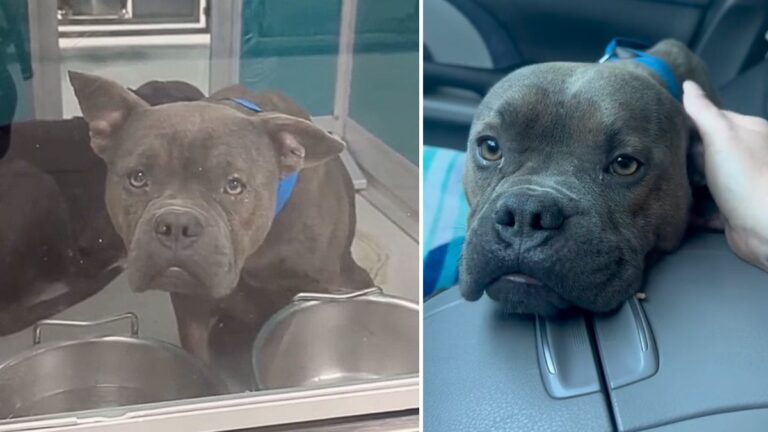 “Shut Down” Shelter Dog Finally Feels Safe & Loved