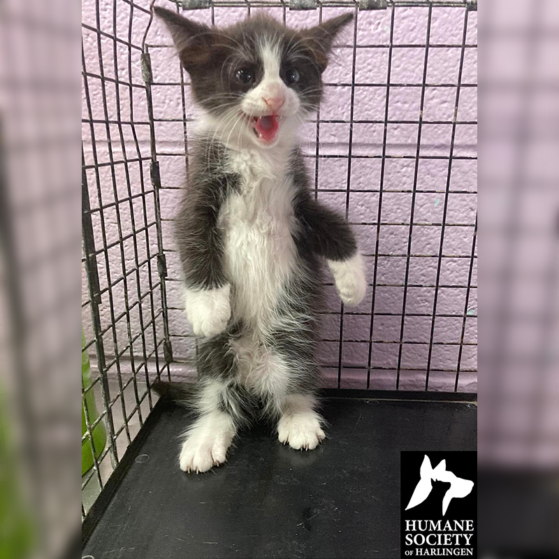 Spicy Kitten in crate looks fierce