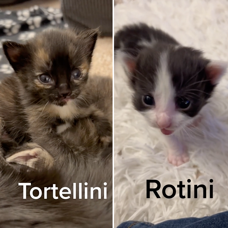 Pasta, noodle, kittens, Tortellini and Rotini