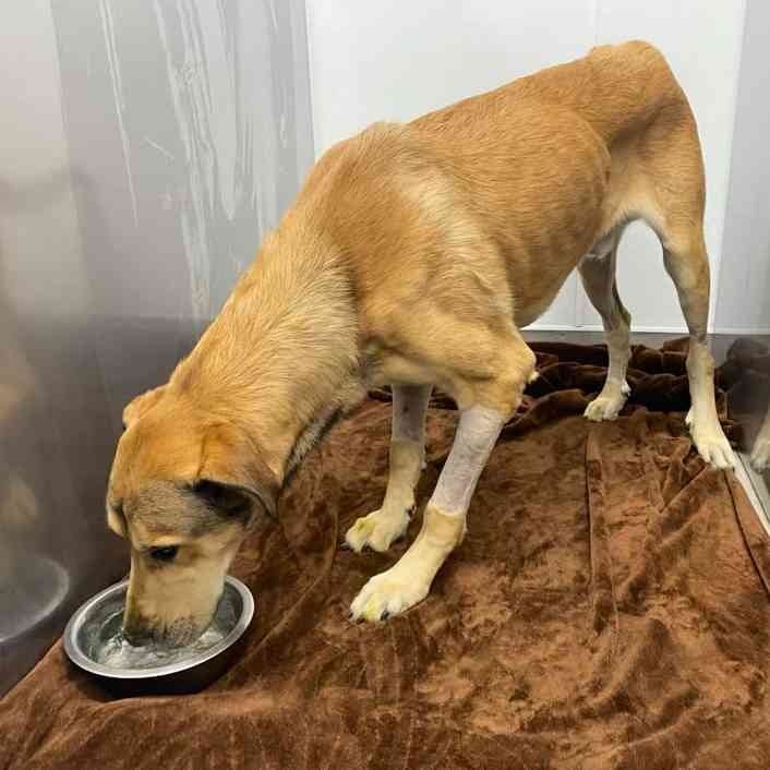 adorable brown dog eating