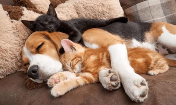 The Reluctant Beagle Becomes a Babysitter for Two Kittens, Forming an Unbreakable Bond of Affection