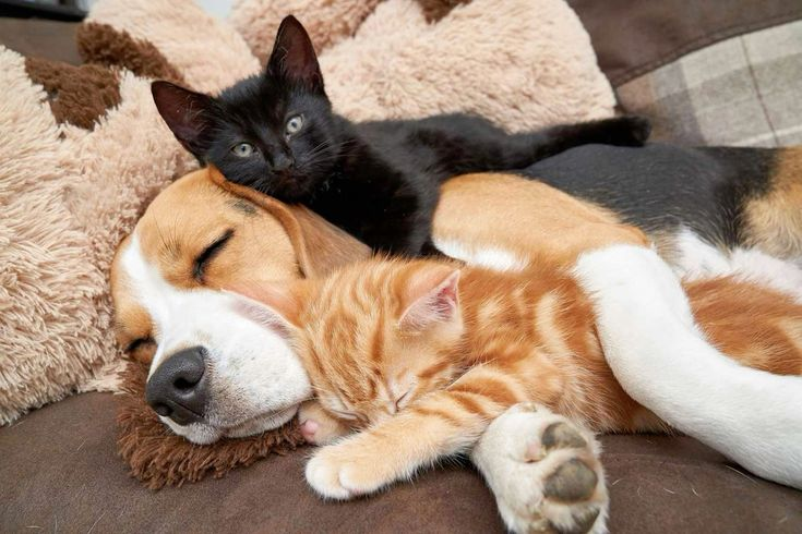 The Reluctant Beagle Becomes a Babysitter for Two Kittens, Forming an Unbreakable Bond of Affection