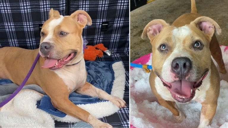 Shelter's Sweetest Pit Bull Waits 600 Days for a Home. Shelter Staff Baffled. 