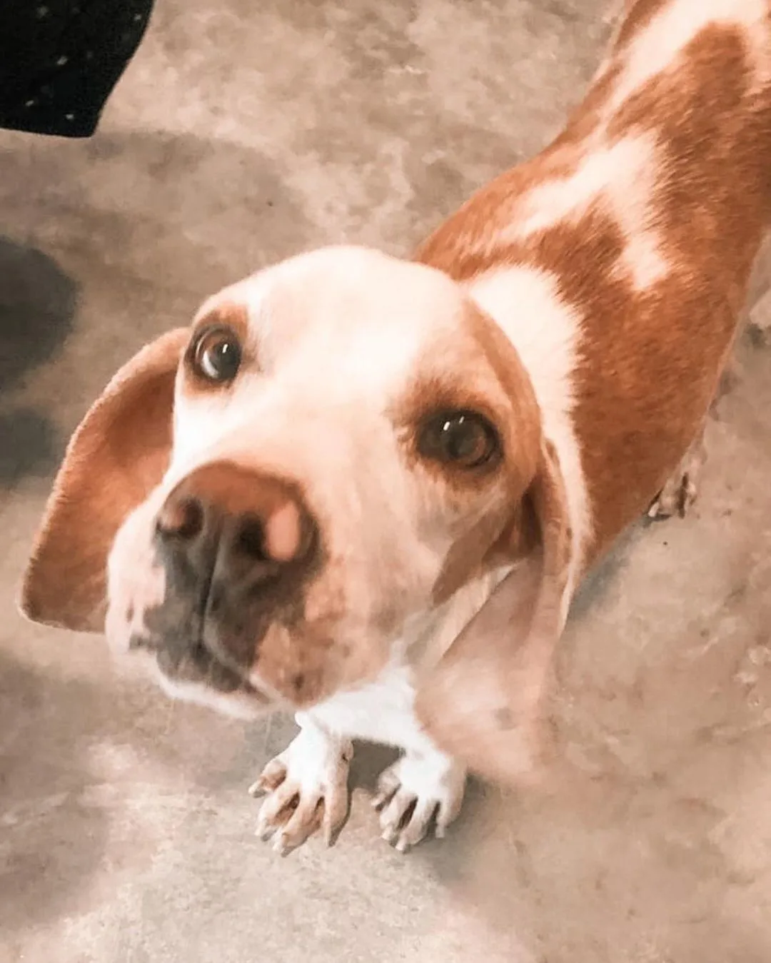 close-up photo of street dog