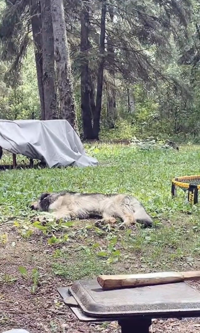 dog lying in the wood