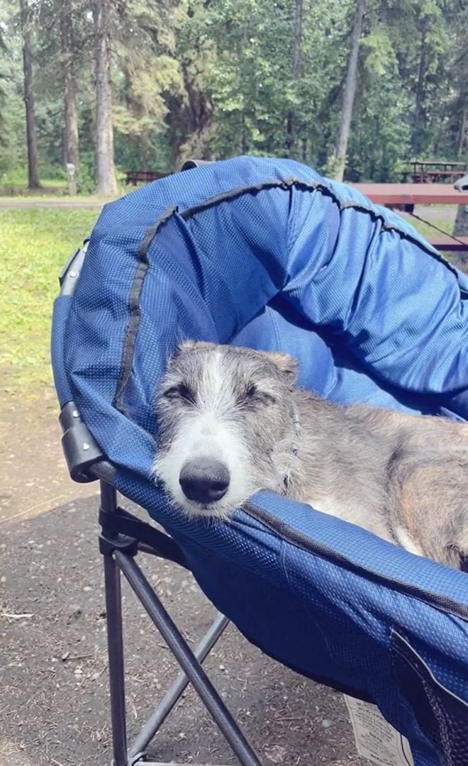 dog on camping enjoying the sun