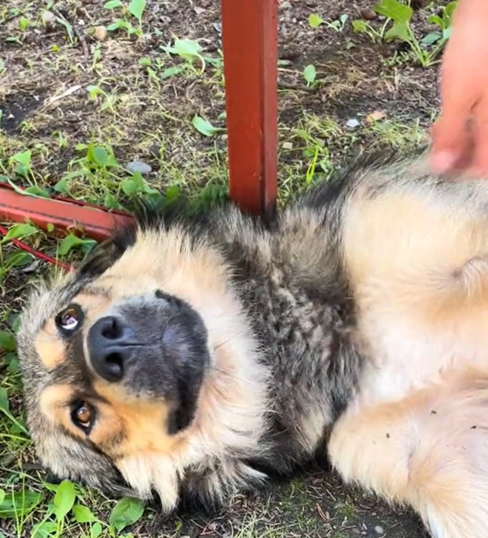 dog on the ground looking at human