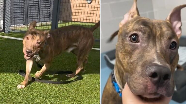 Shelter Dog Can't Stop Spinning Until Humans Touch Him & Show Him Love