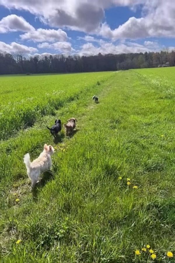 dogs running on green grass