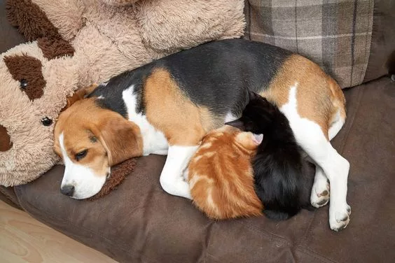 The Reluctant Beagle Becomes a Babysitter for Two Kittens, Forming an Unbreakable Bond of Affection