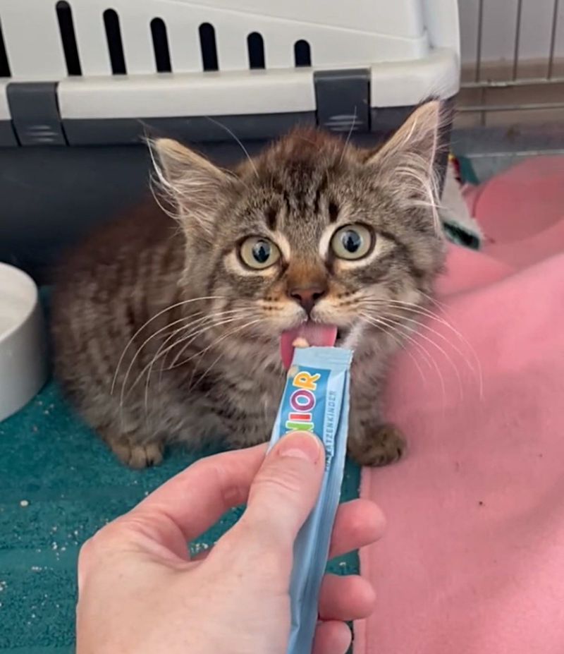 tabby kitten treats