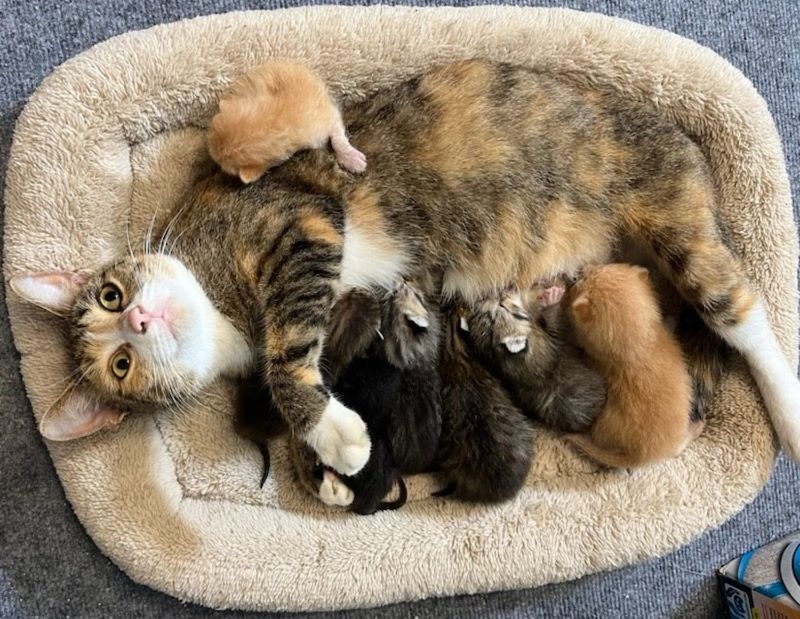 cat nursing newborn kittens