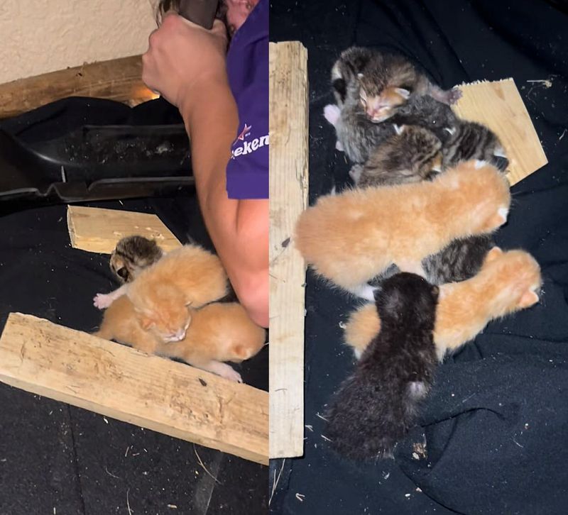 kittens porch rescue