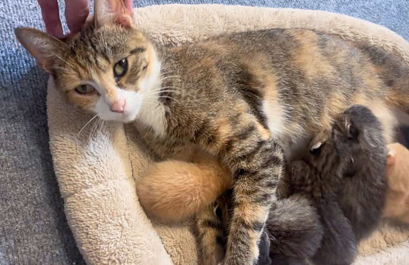 cat snuggly nursing kittens