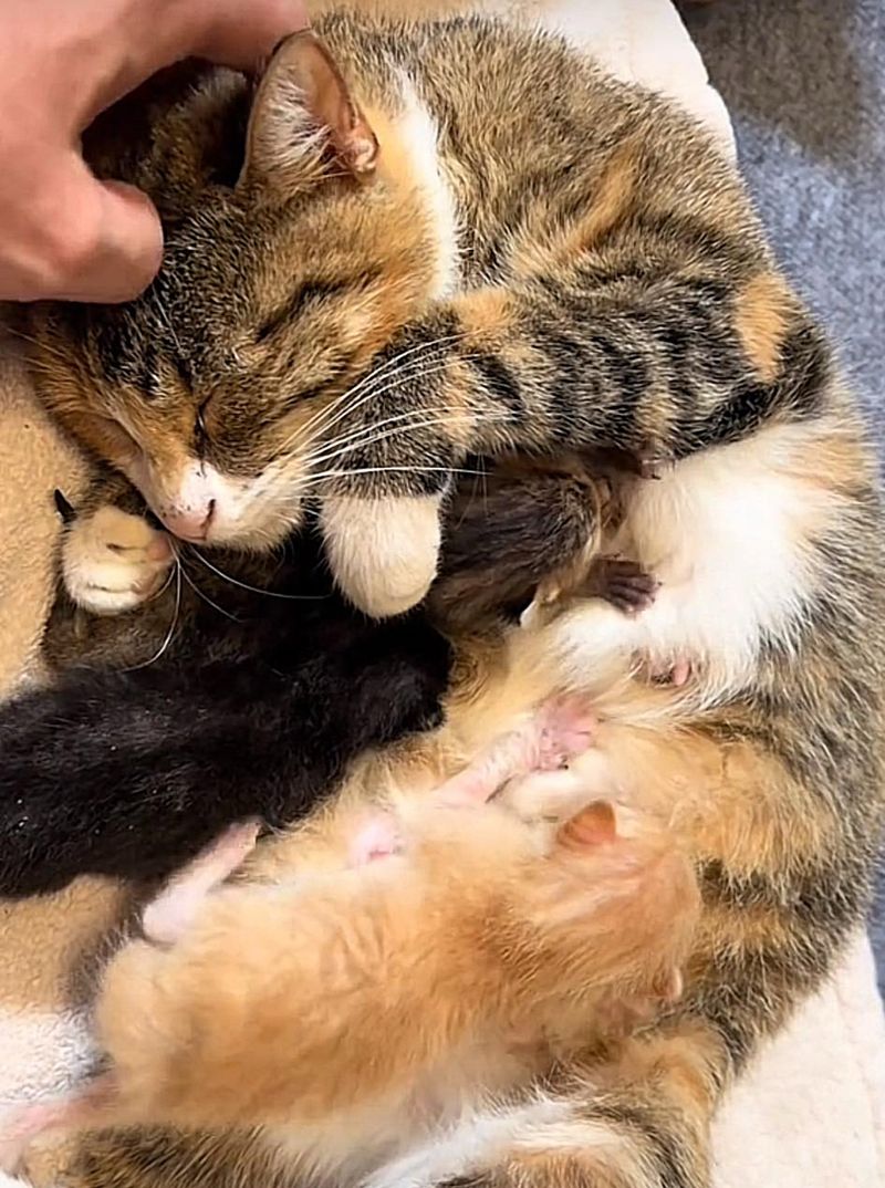 cat mom nursing kittens happy