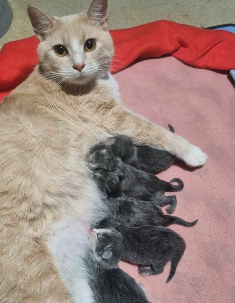 cat nursing kittens