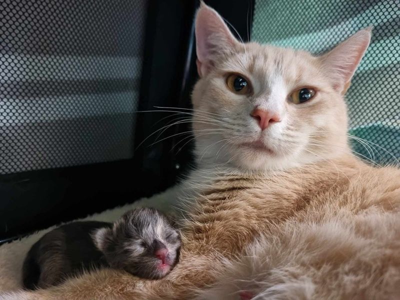 sweet cat newborn kitten