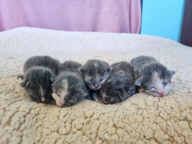 dilute calico kittens newborn