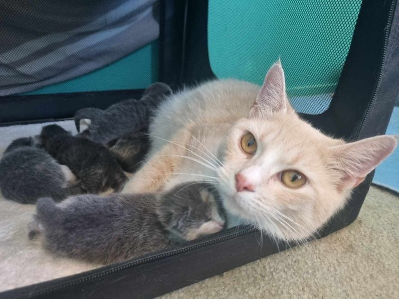 cat snuggling sleeping kittens