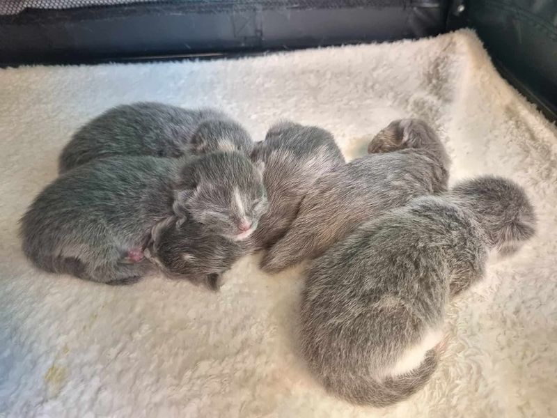 sleeping newborn kittens